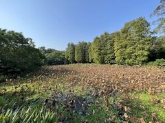 -南宁良凤江国家森林公园