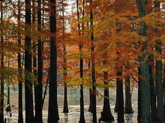 -白鹭湾湿地公园