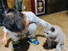 -more than meow吴止猫主题餐厅(承德 中船汇店)