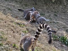 -常州淹城野生动物世界