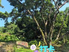 -广州白江湖森林公园