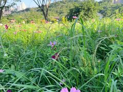 -张坝桂圆林公园