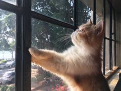 -more than meow吴止猫主题餐厅(承德 中船汇店)