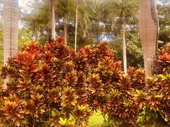 -中国科学院西双版纳热带植物园