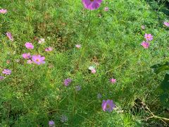 -福建鲤鱼洲酒店