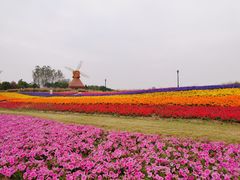 -杭州湾海上花田景区