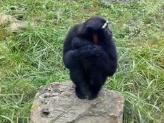 -石家庄市动物园