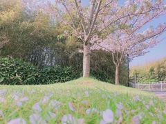 -上海山野camping·户外天幕烧烤·团建拓展营地