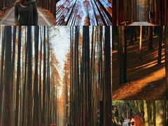 -山王坪喀斯特国家生态公园