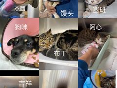-瑞派天使宠物医院·神经外科·骨科·核磁(洛川中路店)