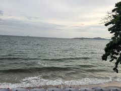 -卷心菜和避孕套餐厅(Pattaya)