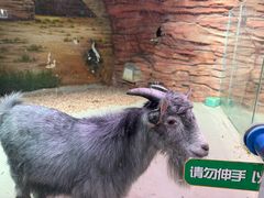-正佳雨林生态植物园