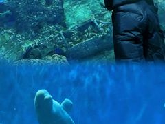 -芜湖新华联大白鲸海洋公园