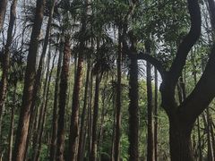 -上海共青森林公园