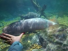 -暹罗海洋世界