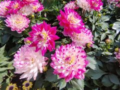 -上海共青森林公园