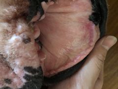 -美联众合动物医院·24h转诊中心