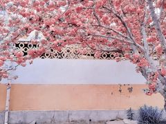 -莱阳濯村樱花园