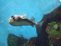 -合肥海洋世界