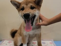 -萌兽医馆·犬猫专科·眼科中心·宠物医院(朝阳门分院)
