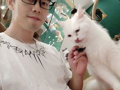 -飞行喵MR PILOT|猫舍·猫咖(静安大融城店)