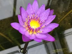 -国家植物园