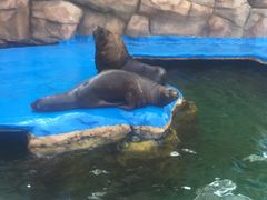 -华夏文旅海洋公园