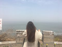 -长岛万鸟岛
