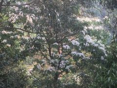 -火炉山森林公园