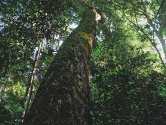 -西双版纳原始森林公园