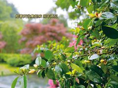 -十八棵（老龙井）御茶园(老龙井店)