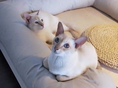 -Cappucimeow猫咪咖啡馆(韦伯时代店)