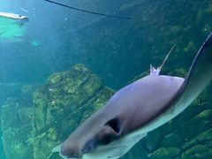 -瑞普利水族馆