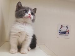 -十年猫舍·猫咪专门店(普陀店)