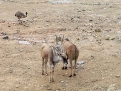 -泉州海丝野生动物世界