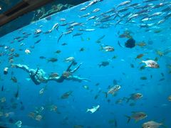 -瑞德姆美人鱼海底演艺主题餐厅(亚龙湾店)