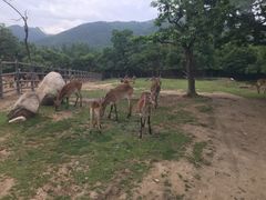 -西安秦岭野生动物园