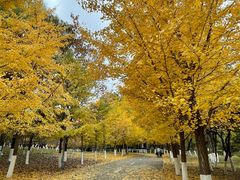 -长白岛森林公园