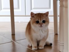 -东方名猫馆·英短金渐层布偶猫舍(环线广场1号楼店)