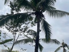 -三亚海棠湾喜来登度假酒店