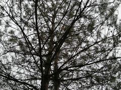 -青芝山风景名胜区