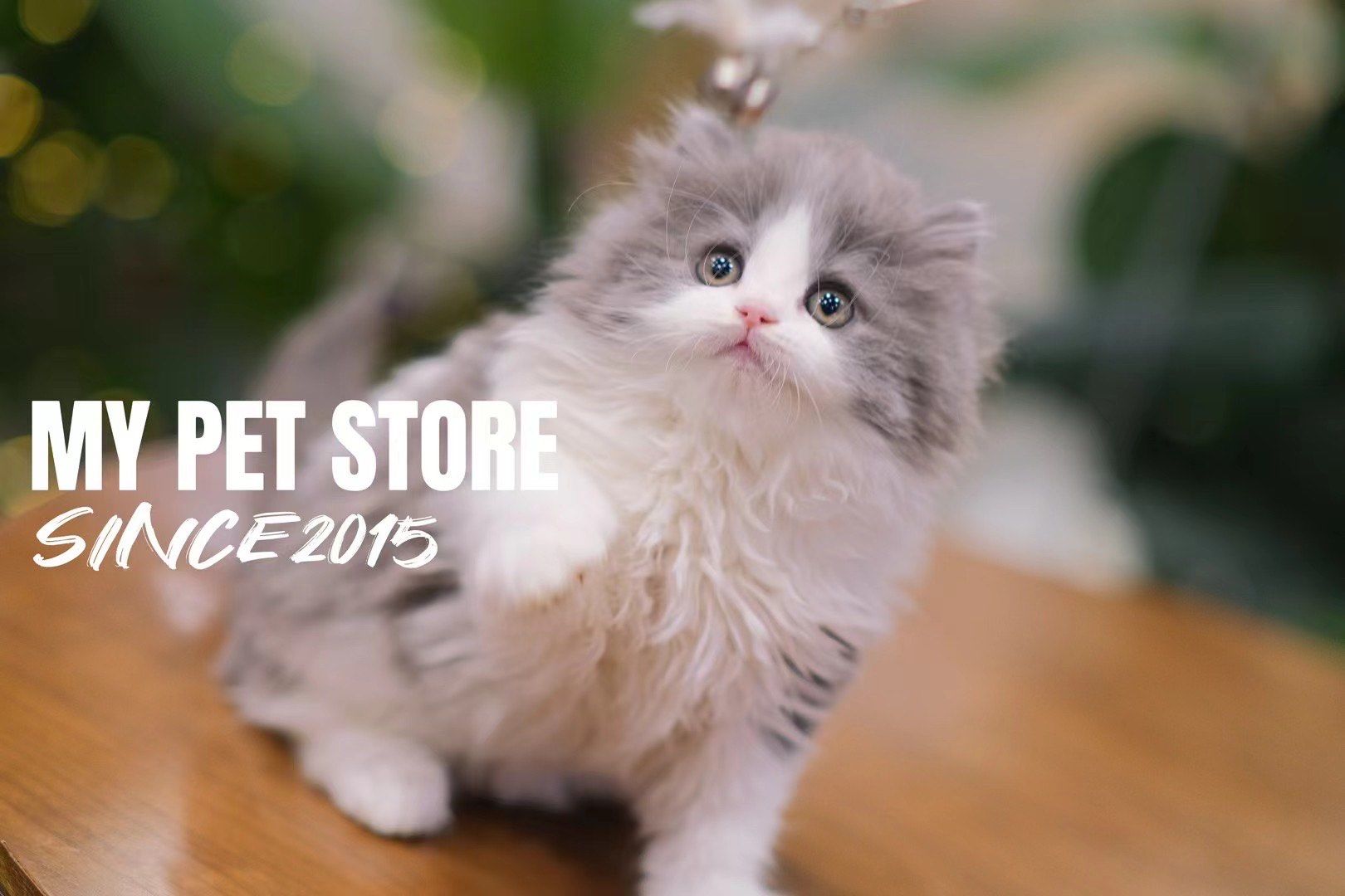 长毛的蓝白高地