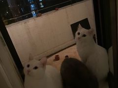 -瑞派·关忠动物医院·猫专科·犬专科(三环新城店)