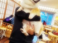 -豆柴町-柴犬主题狗咖(红鼎国际C座店)