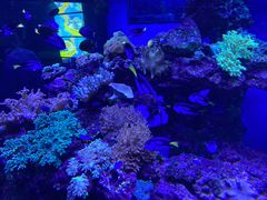 -上海海昌海洋公园