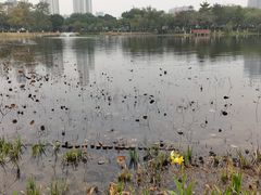 -映月湖公园