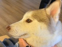 -Husky Go! 哈士奇体验馆·宠物咖啡厅狗咖