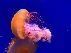 -海合安青岛极地海洋公园