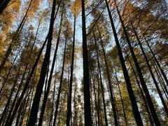 -山王坪喀斯特国家生态公园