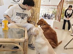 -共舞时光猫咖·狗咖(新街口店)
